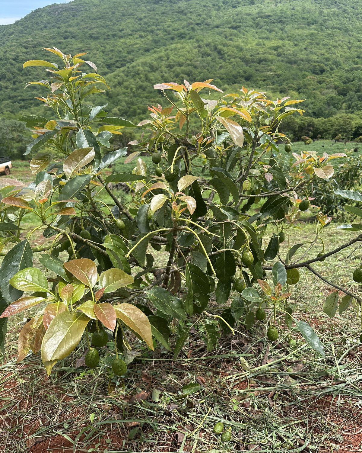 Young avocado tree bearing fruit on the Vhanyai estate