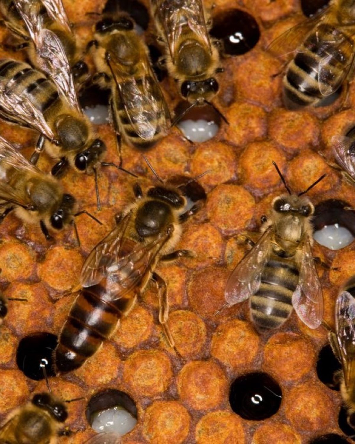 Honeybees on the comb