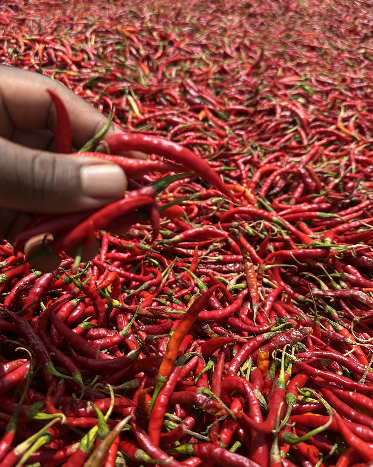 Sun-drying red cayenne peppers at Vhanyai