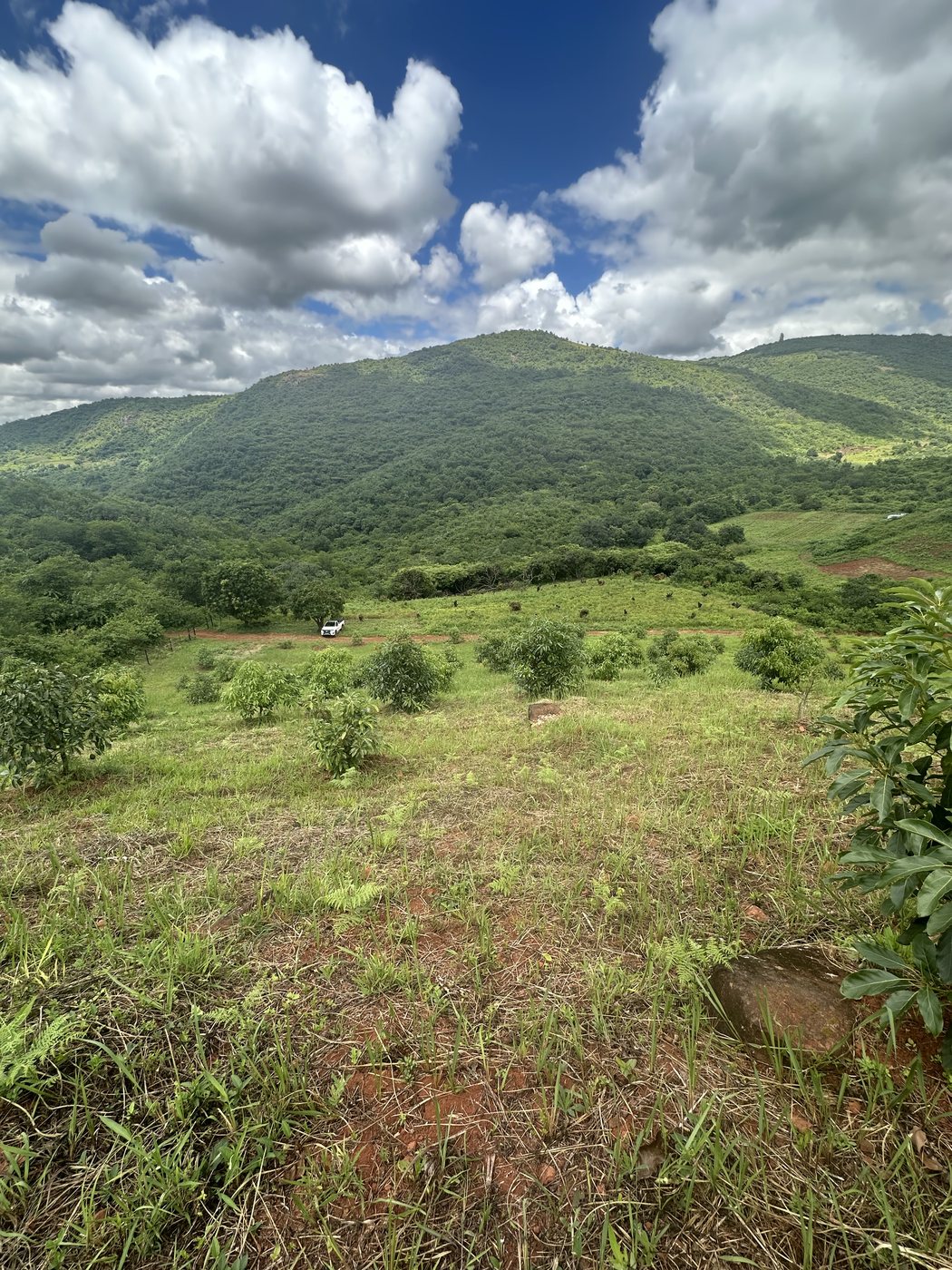 The Vhanyai estate in Lwamondo, Venda — mountains and young avocado orchard