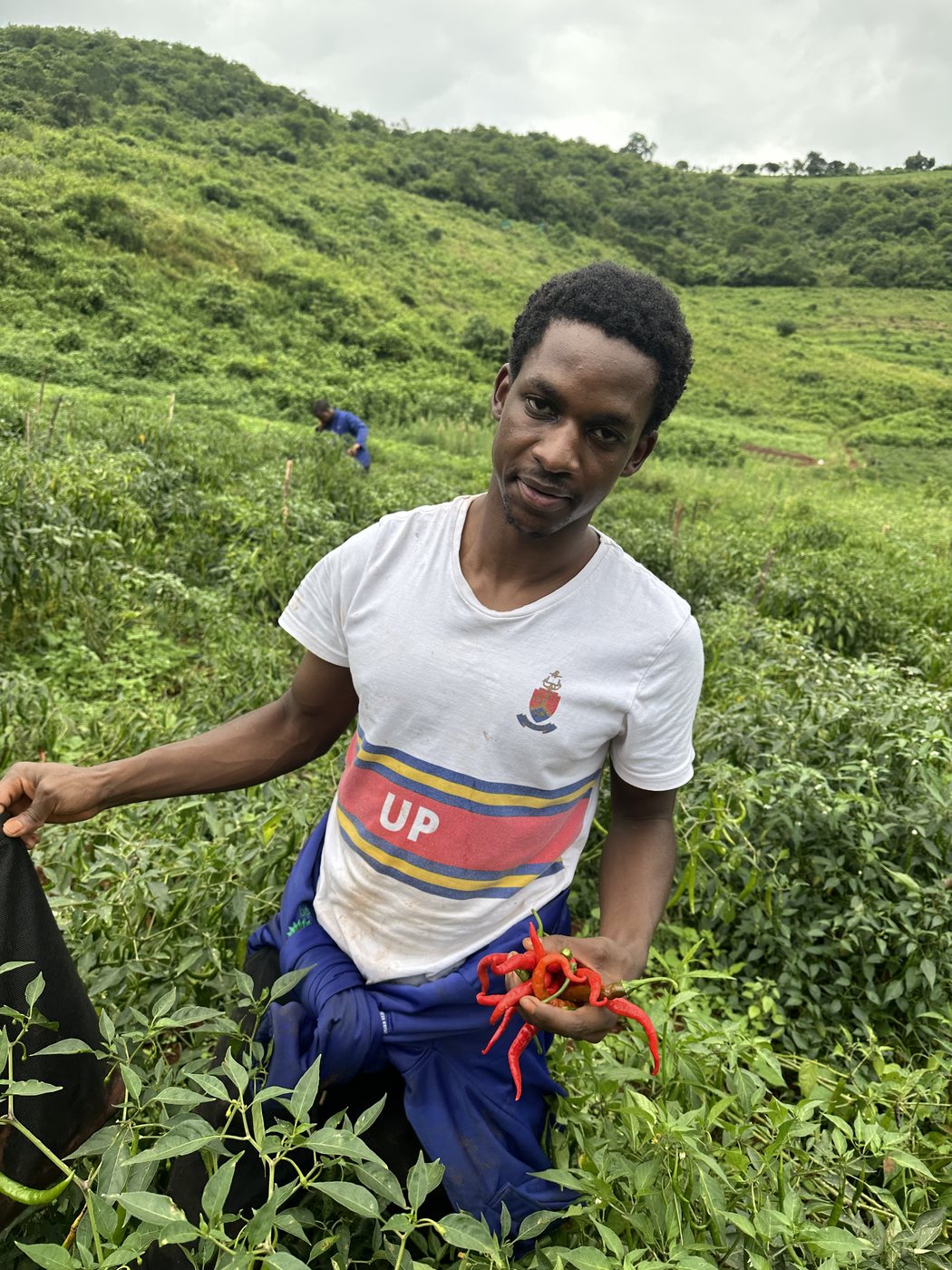 Cayenne peppers picked by hand at the Vhanyai estate