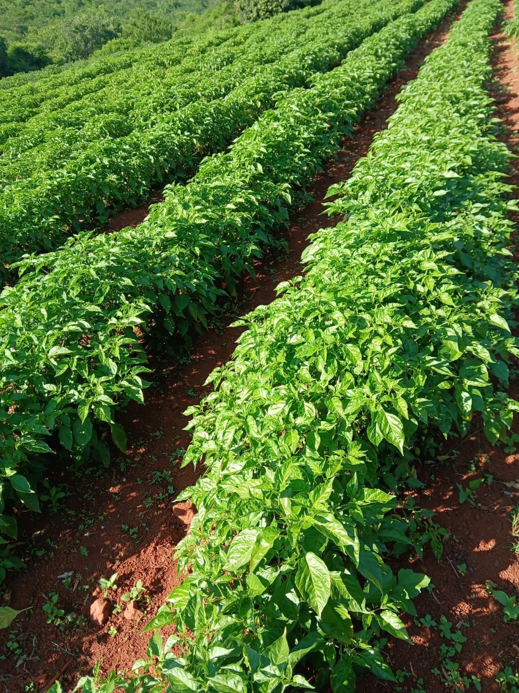Rows of cayenne pepper plants in the red Venda soil at Vhanyai